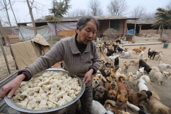 tilestwra.com | Ξυπνάει καθημερινά στις 4 το πρωί για να ταΐσει τα 1300 αδέσποτα σκυλιά της!