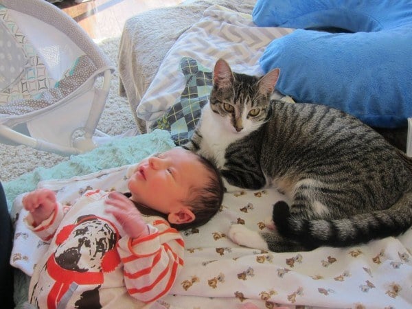 tilestwra.com | Δεν είπαν στη γάτα τους ότι έκαναν μωρό. Η αντίδραση της γάτας; Πρέπει να την δείτε!
