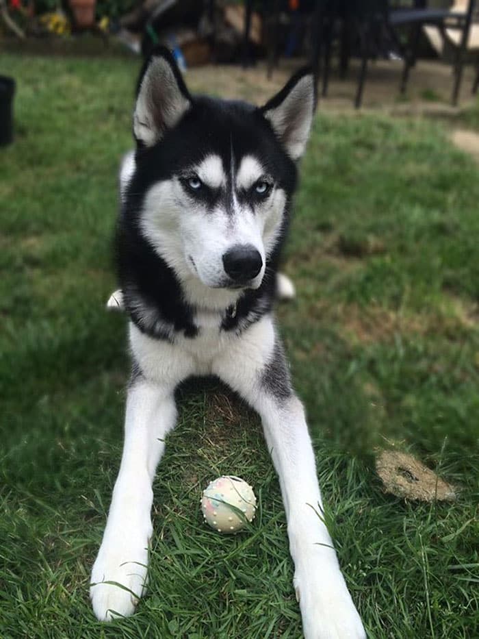 tilestwra.com | Ο ιδιοκτήτης του έκανε πως του πετάει την μπάλα και αποθανατίζει την στιγμή που ο σκύλος καταλαβαίνει ότι τον γέλασε!