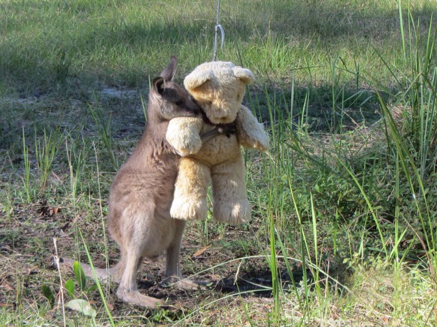 tilestwra.com | Ορφανό καγκουρό κρατά σφιχτά το «αρκουδάκι» του που του δόθηκε σε κέντρο διάσωσης.