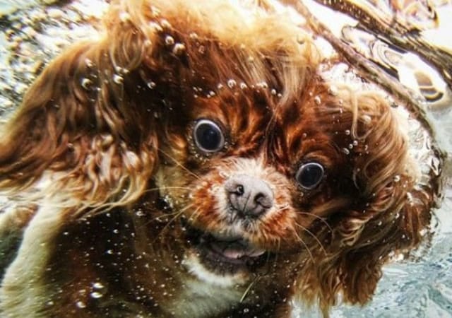 tilestwra.com | 40 αστείες φάτσες σκύλων που θα σας κάνουν να χαμογελάσετε!