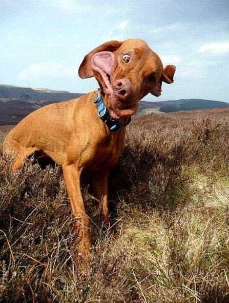 tilestwra.com | 40 αστείες φάτσες σκύλων που θα σας κάνουν να χαμογελάσετε!