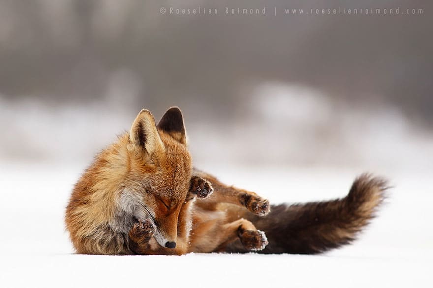 tilestwra.com | Έχετε δει ποτέ πώς χαλαρώνουν οι άγριες αλεπούδες;