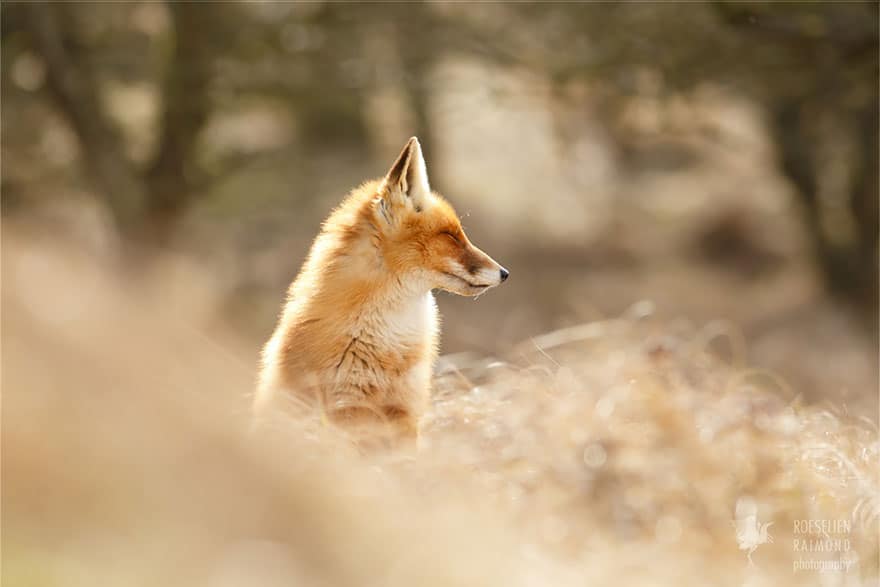 tilestwra.com | Έχετε δει ποτέ πώς χαλαρώνουν οι άγριες αλεπούδες;