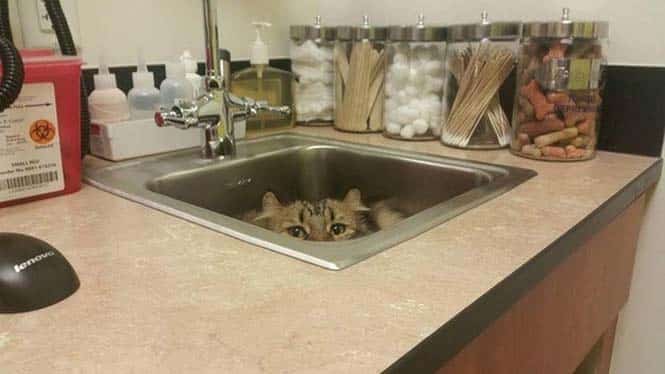 tilestwra.com | 15 γάτες που προσπαθούν να κρυφτούν από τον κτηνίατρο!
