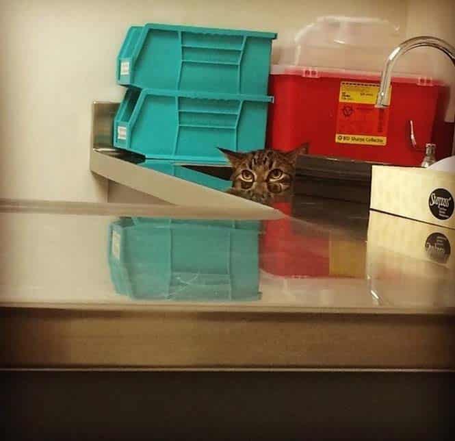 tilestwra.com | 15 γάτες που προσπαθούν να κρυφτούν από τον κτηνίατρο!