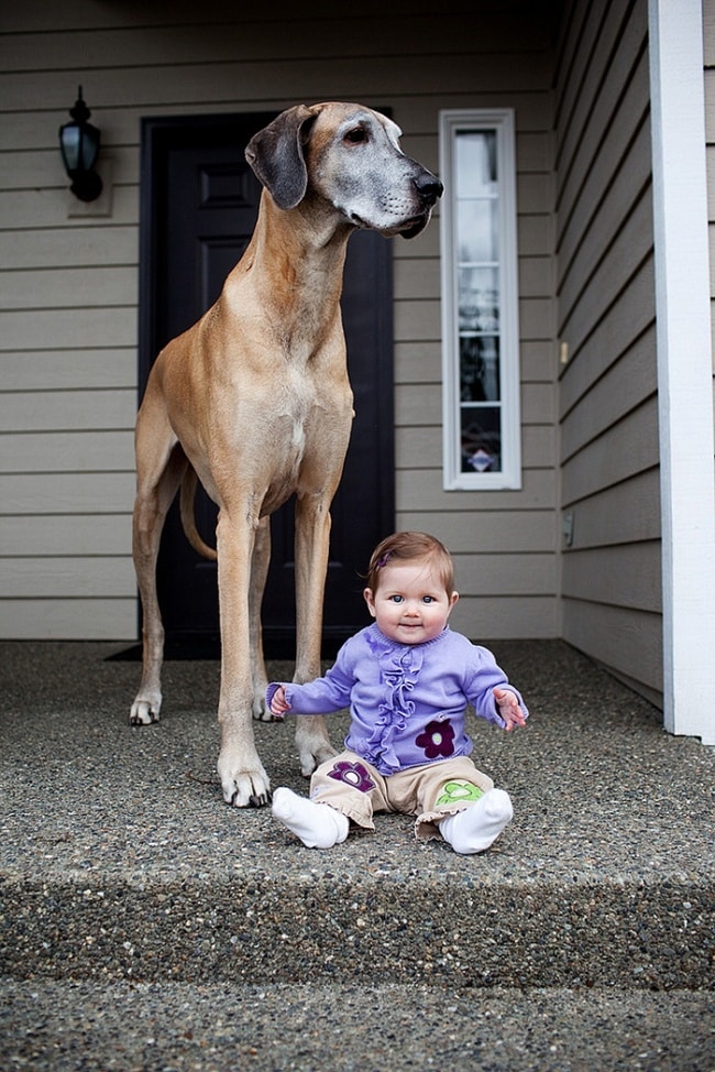 25455-R3L8T8D-650-7172060-R3L8T8D-650-cute-big-dogs-and-babies-35