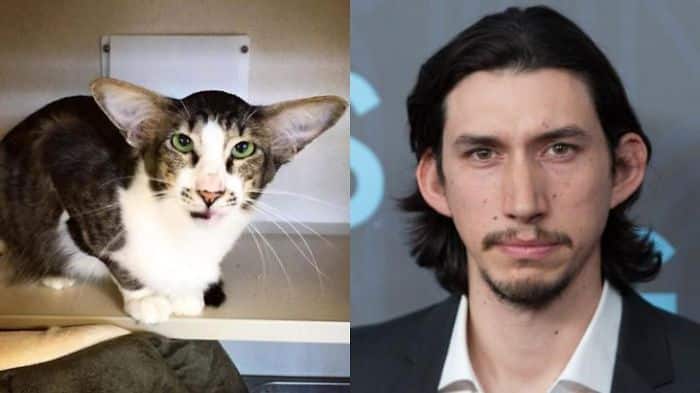 AdamDriverCat-large__700