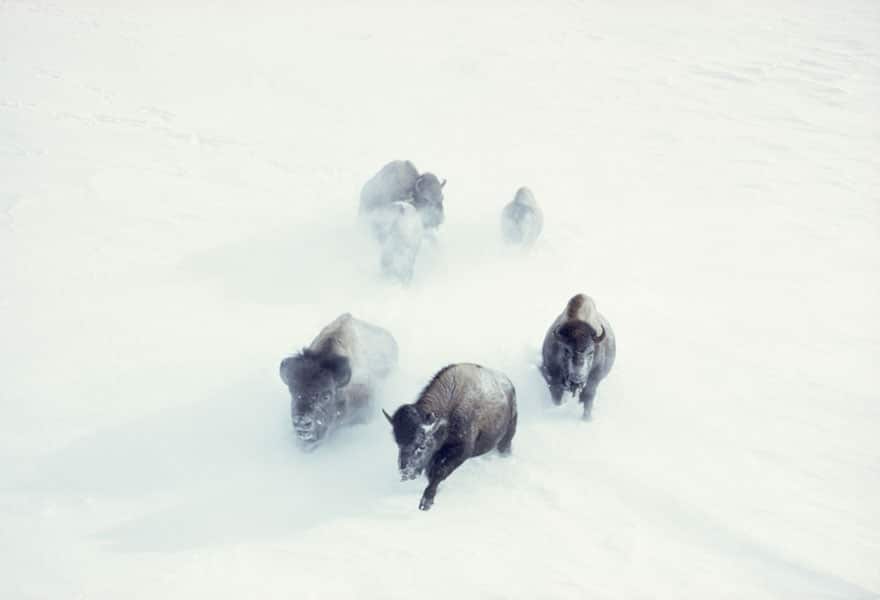 unpublished-photos-national-geographic-found23__880