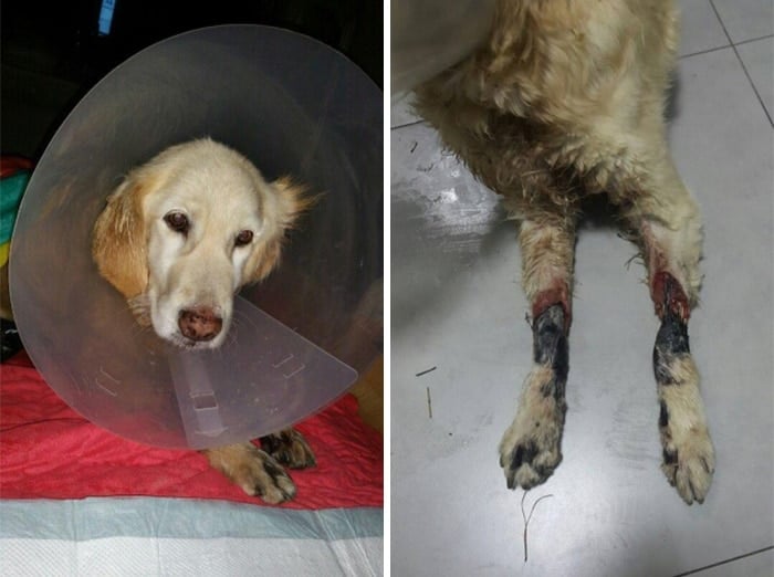 rescue-dog-leg-amputation-chichi-south-korea-22