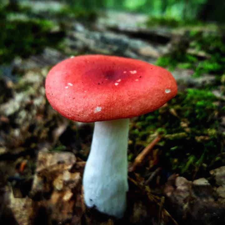 mushroomninja1
