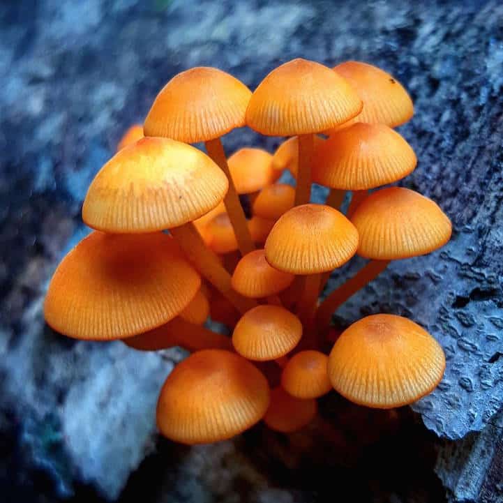 mushroomninja10