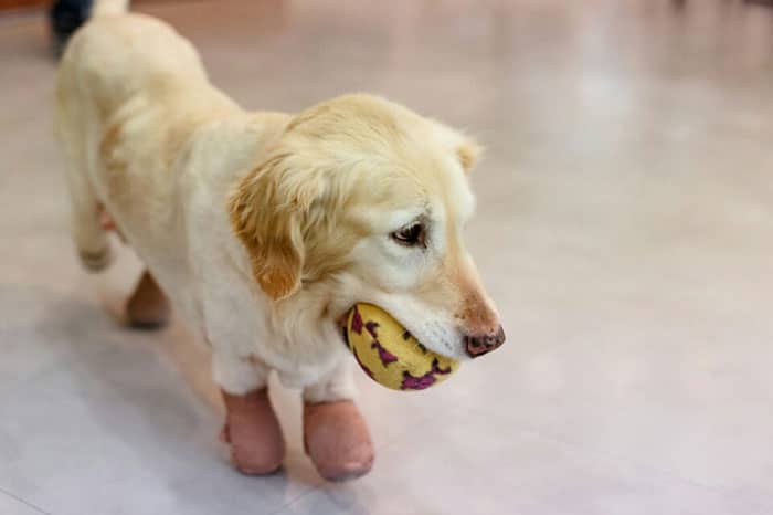 rescue-dog-leg-amputation-chichi-south-korea-14