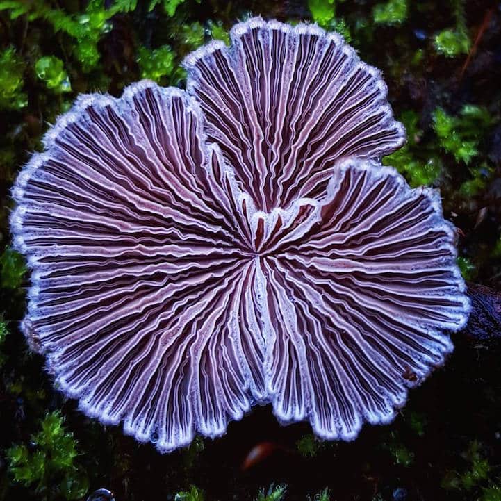 mushroomninja2