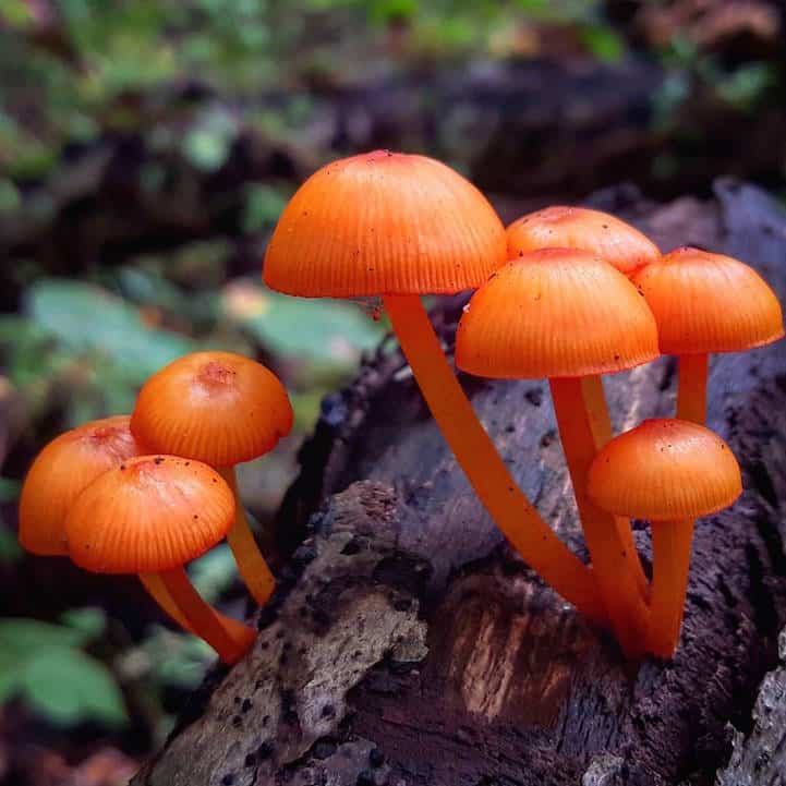 mushroomninja18