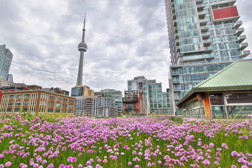 8387510-1000-1459837011-toronto