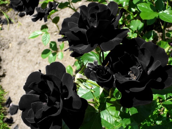 Το παραμυθένιο χωριό της Τουρκίας όπου φυτρώνουν τα σπάνια μαύρα τριαντάφυλλα