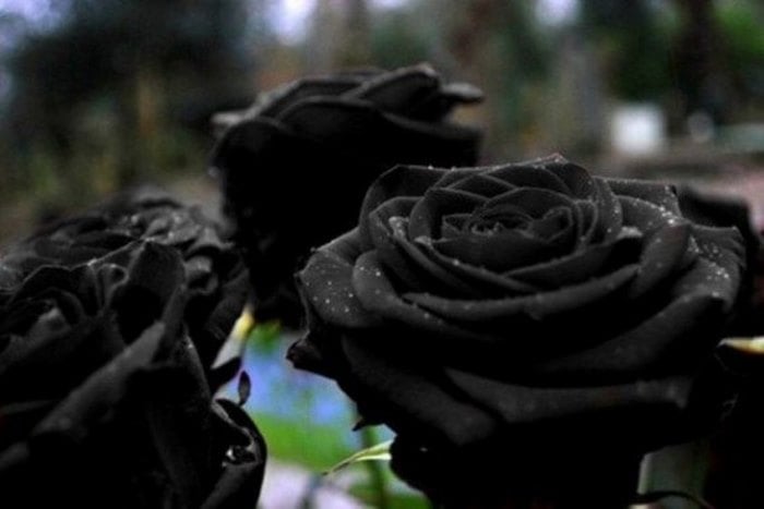 Το παραμυθένιο χωριό της Τουρκίας όπου φυτρώνουν τα σπάνια μαύρα τριαντάφυλλα