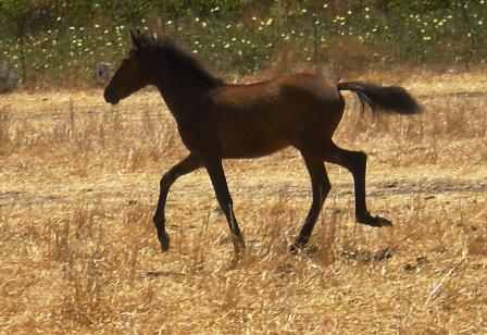 Η αρχαιότερη ευρωπαϊκή ράτσα αλόγου ζει μόνο στην Κρήτη εδώ και χιλιάδες χρόνια