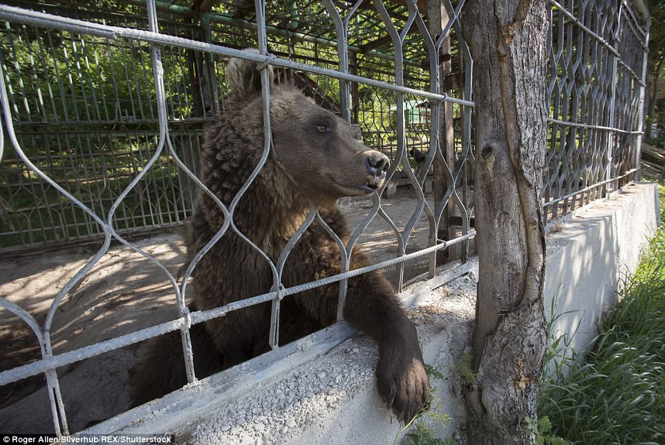 κακοποίηση ζώων αρμενία αρκούδες 