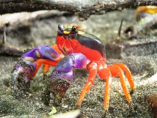 30 έντομα και ζώα με απροσδόκητα χρώματα!