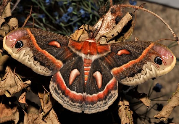 19 εκπληκτικές φωτογραφίες με κάμπιες που μεταμορφώνονται σε όμορφες πεταλούδες!