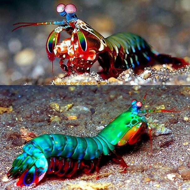 30 έντομα και ζώα με απροσδόκητα χρώματα!