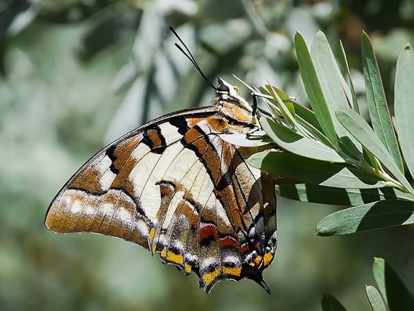 19 εκπληκτικές φωτογραφίες με κάμπιες που μεταμορφώνονται σε όμορφες πεταλούδες!