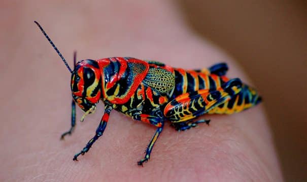 30 έντομα και ζώα με απροσδόκητα χρώματα!