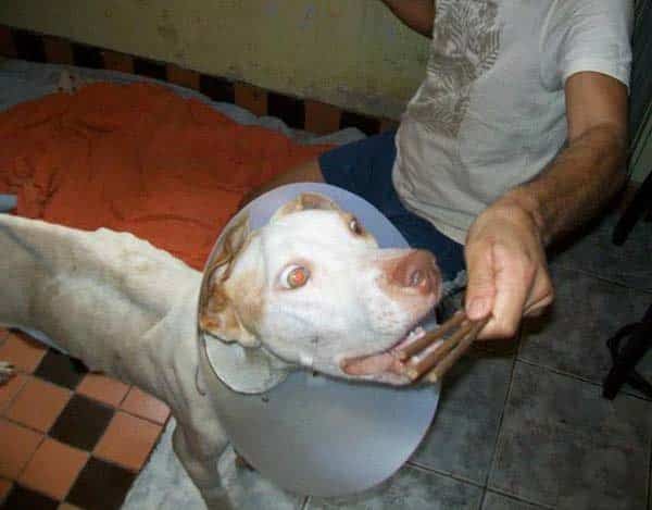 tilestwra.gr - Η απίστευτη μεταμόρφωση ενός αδέσποτου σκύλου!