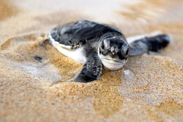 perierga.gr - 150 χελωνάκια αφήνονται στον ωκεανό!