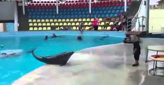 Αυτός ο 4χρονος μόλις βρήκε τον καλύτερο του φίλο… ένα δελφίνι (Video)