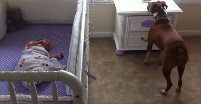 Ποιος χρειάζεται νταντά όταν έχει τέτοιο σκύλο;