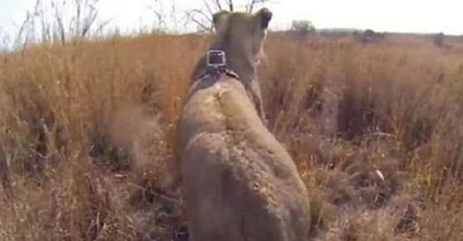 Κάμερα καταγράφει τα πάντα από τη ράχη ενός λιονταριού! (βίντεο)