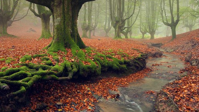 tilestwra.gr - Μυστηριώδες δάσος στην Ισπανία!