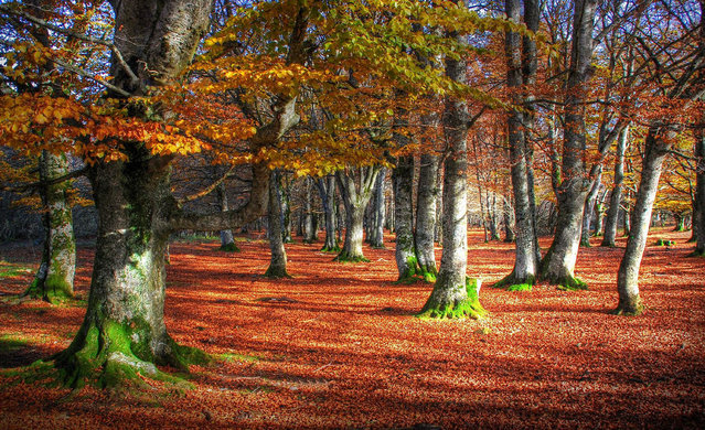 tilestwra.gr - Μυστηριώδες δάσος στην Ισπανία!