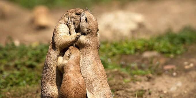 diaforetiko.gr : filiountai 680 366994 2NC522 4 Οκτωβρίου: Παγκόσμια Ημέρα των Ζώων!   24 τρυφερές φωτογραφίες με ζωάκια που φιλιούνται !!