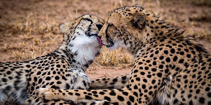 diaforetiko.gr : filiountai GAL 11 366980 4914b3 4 Οκτωβρίου: Παγκόσμια Ημέρα των Ζώων!   24 τρυφερές φωτογραφίες με ζωάκια που φιλιούνται !!