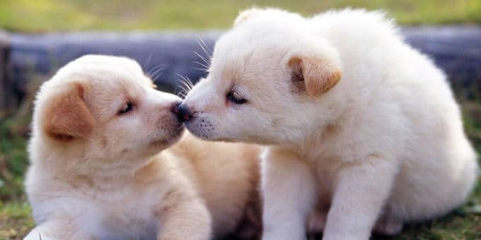 diaforetiko.gr : filiountai GAL 15 366976 23VQ45 4 Οκτωβρίου: Παγκόσμια Ημέρα των Ζώων!   24 τρυφερές φωτογραφίες με ζωάκια που φιλιούνται !!