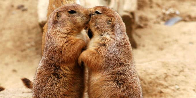 diaforetiko.gr : filiountai GAL 18 366973 141292 4 Οκτωβρίου: Παγκόσμια Ημέρα των Ζώων!   24 τρυφερές φωτογραφίες με ζωάκια που φιλιούνται !!