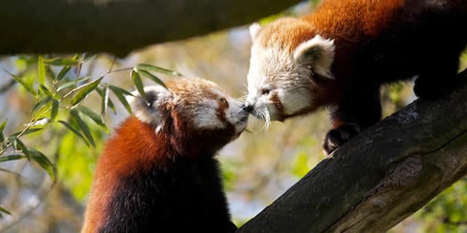 diaforetiko.gr : filiountai GAL 19 366972 5VU5C2 4 Οκτωβρίου: Παγκόσμια Ημέρα των Ζώων!   24 τρυφερές φωτογραφίες με ζωάκια που φιλιούνται !!