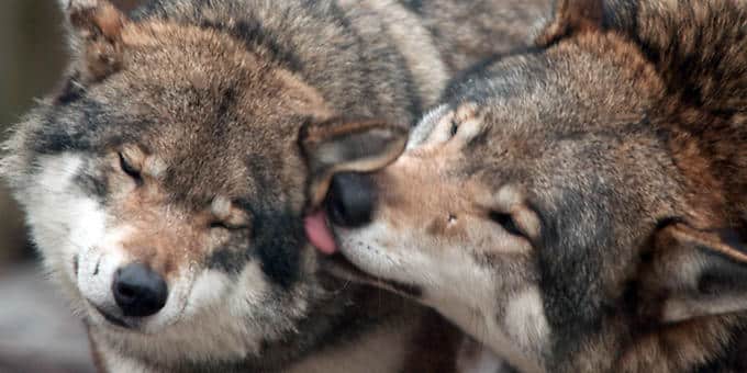 diaforetiko.gr : filiountai GAL 22 366969 21461R 4 Οκτωβρίου: Παγκόσμια Ημέρα των Ζώων!   24 τρυφερές φωτογραφίες με ζωάκια που φιλιούνται !!