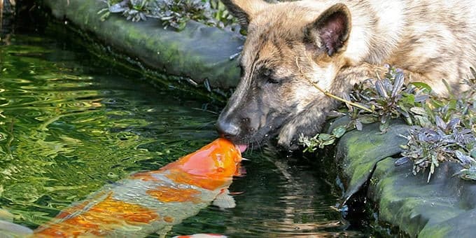 diaforetiko.gr : filiountai GAL 6 366985 S225OP 4 Οκτωβρίου: Παγκόσμια Ημέρα των Ζώων!   24 τρυφερές φωτογραφίες με ζωάκια που φιλιούνται !!