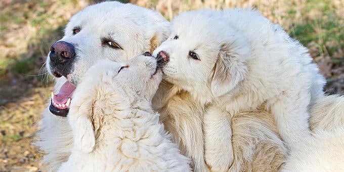 diaforetiko.gr : filiountai GAL 7 366984 302sI9 4 Οκτωβρίου: Παγκόσμια Ημέρα των Ζώων!   24 τρυφερές φωτογραφίες με ζωάκια που φιλιούνται !!
