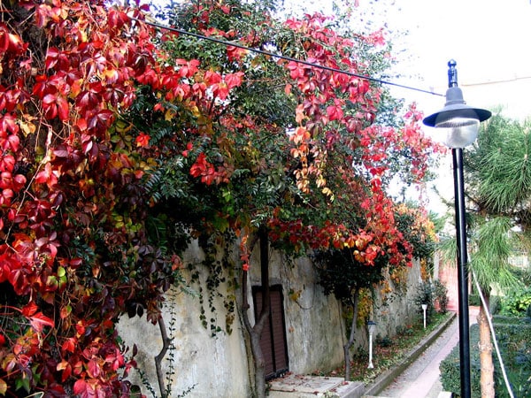 tilestwra.gr : fth10 Όμορφες εικόνες με τα χρώματα του φθινοπώρου σε πρώτο πλάνο! Μαγευτικές φωτογραφίες…