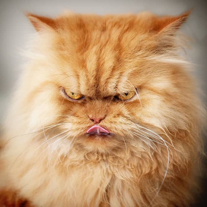 tilestwra.gr - Η πιο θυμωμένη γάτα στον κόσμο!