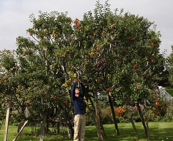 tilestwra.gr - Μηλιά παράγει 250 διαφορετικές ποικιλίες μήλων!