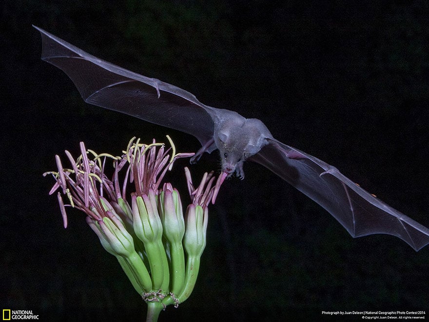 national-geographic-photo-contest-2014-photography-13