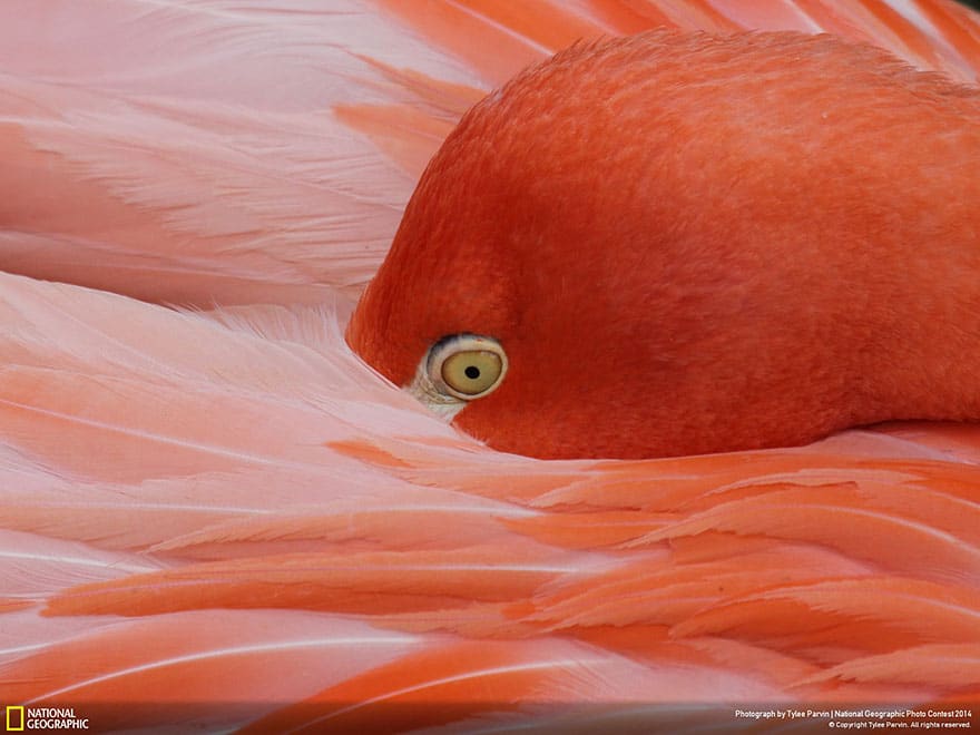 national-geographic-photo-contest-2014-photography-20