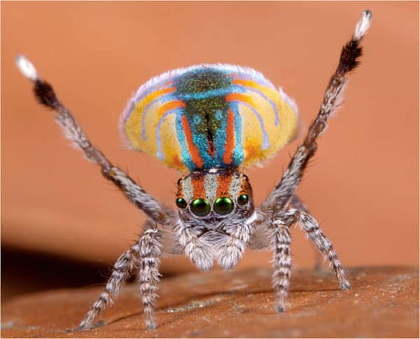 tilestwra.gr - Aσυνήθιστη αυστραλιανή αράχνη-κόσμημα!